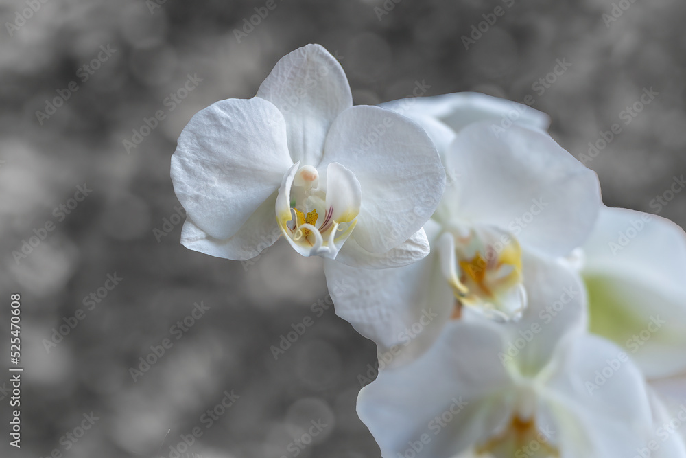 Obraz premium White orchid flowers on gray background
