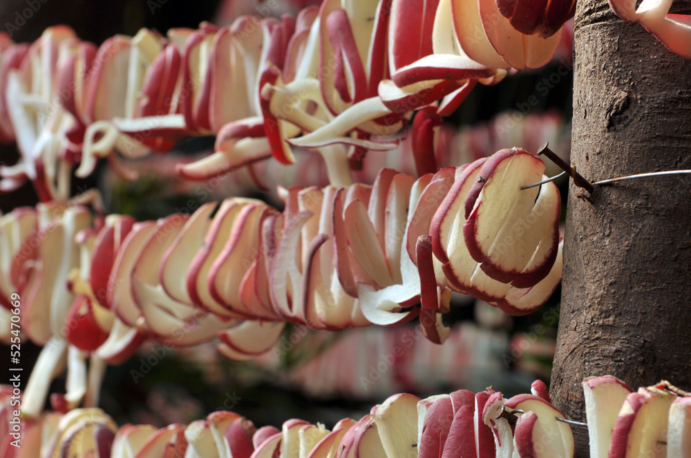 Radish pieces left to dry in the sun. These pieces are then mixed with various ingredients to make homemade pickles popular in China	