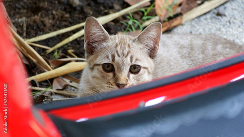 Valokuva A light brown Thai kitten with tabby stripes sits secretly and looks behind the red object in front, focusing on the kitten's eyes