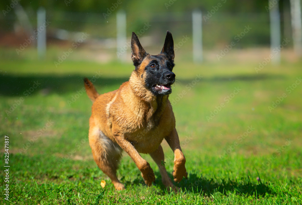 Belgian shepherd malinois dog running on the green grass Belgian shepherd malinois dog running on the green grass