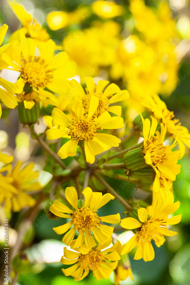 花壇のツワブキ 花壇のツワブキ