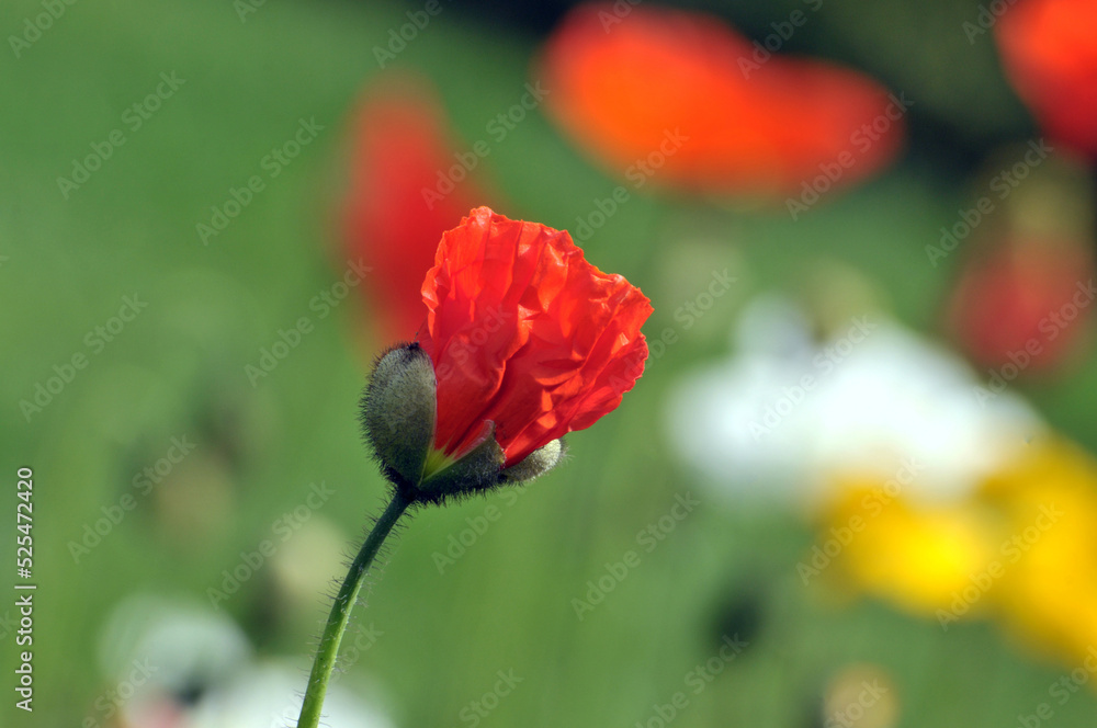 blossoming poppy flowers