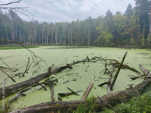 Ententeich im Wald photo