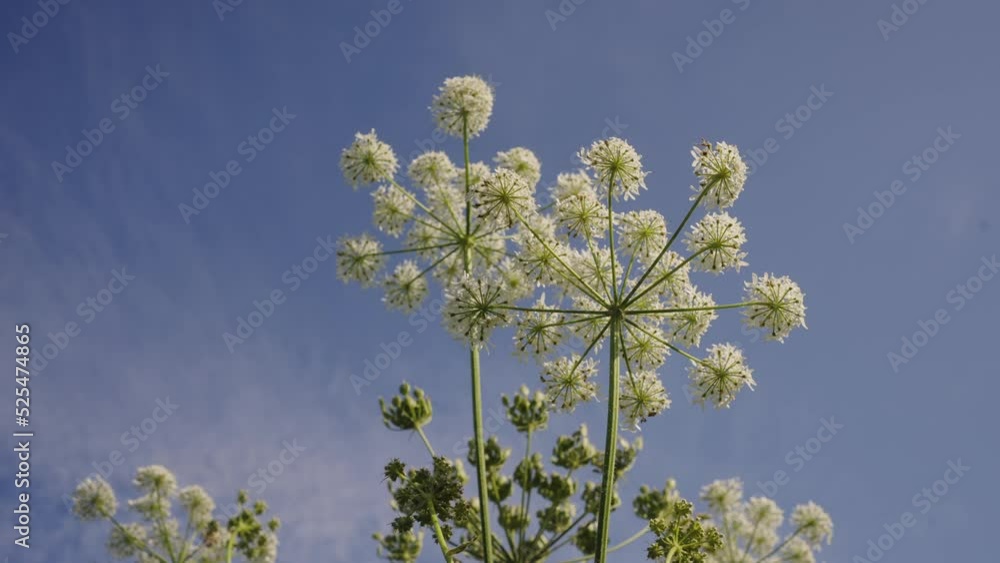 Giant hogweed flower plant against blue sky, blowned by soft wind, day Giant hogweed flower plant against blue sky, blowned by soft wind, day
