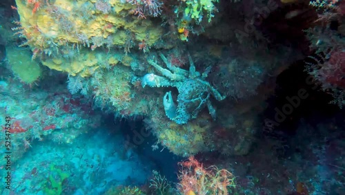 4k video of a West Indian Spiny Spider Crab (Mithrax spinosissimus) in Cozumel, Mexico photo