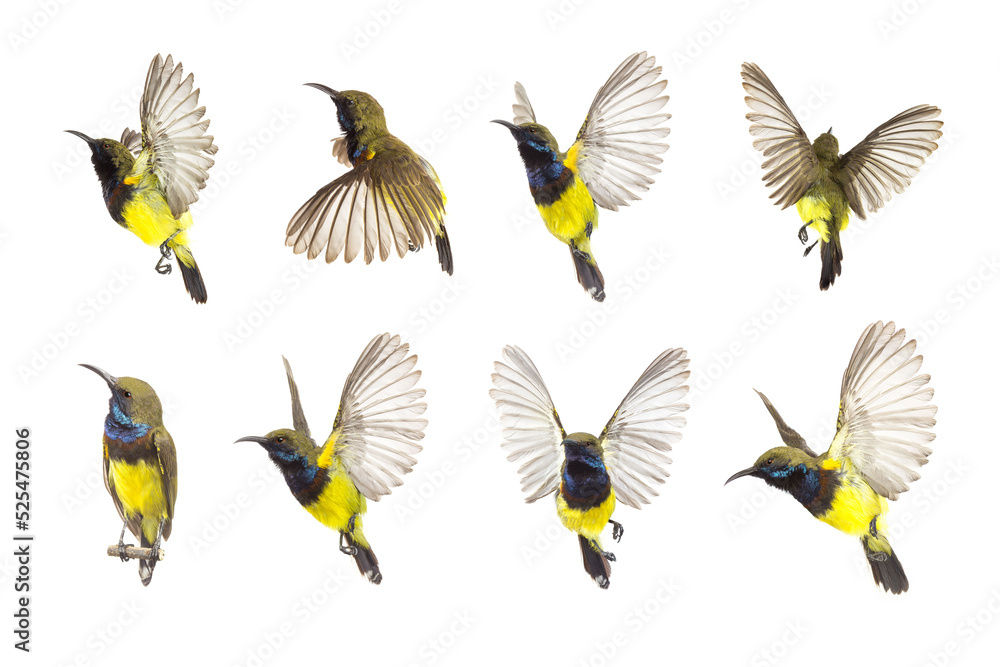 Beautiful flying Bird (Olive-backed Sunbird) isolate on White Background. The Collection Birds Beautiful flying Bird (Olive-backed Sunbird) isolate on White Background. The Collection Birds