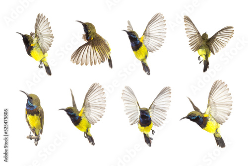 Beautiful flying Bird (Olive-backed Sunbird) isolate on White Background. The Collection Birds © Gan