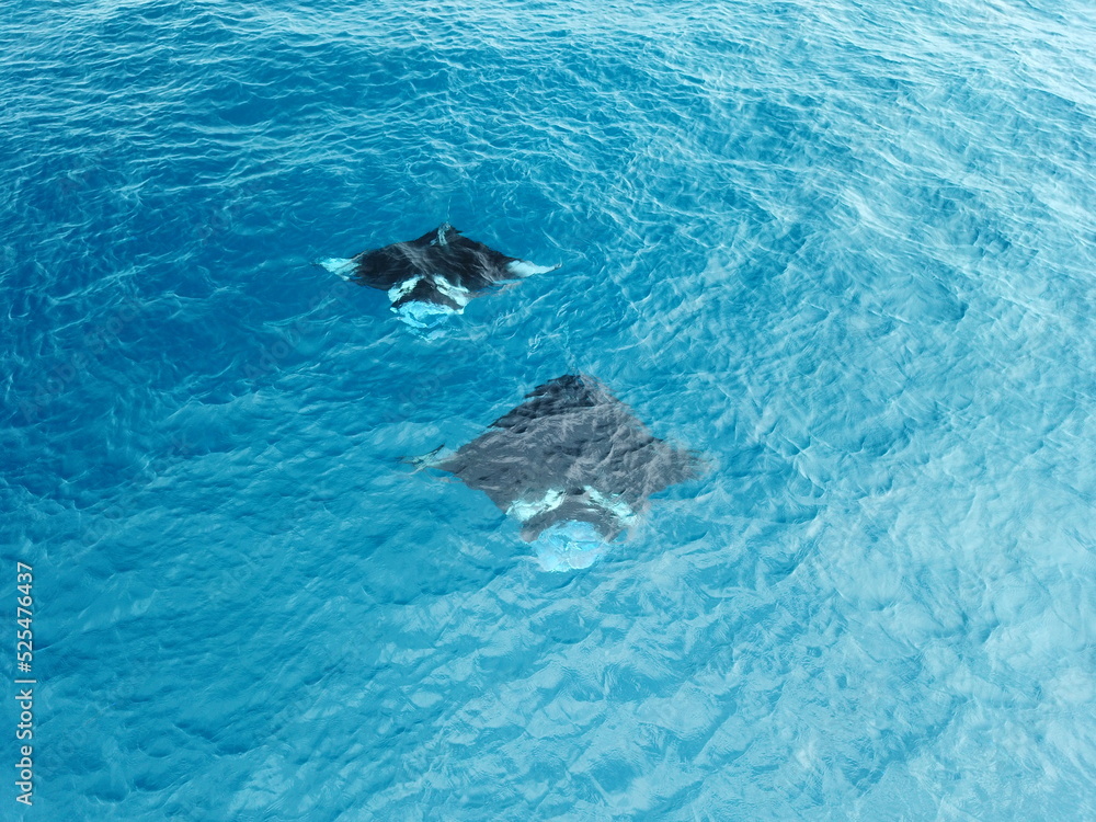 Naklejka premium Manta ray drone view at Manta road in Pohnpei, Micronesia. You can meet them by scuba diving.