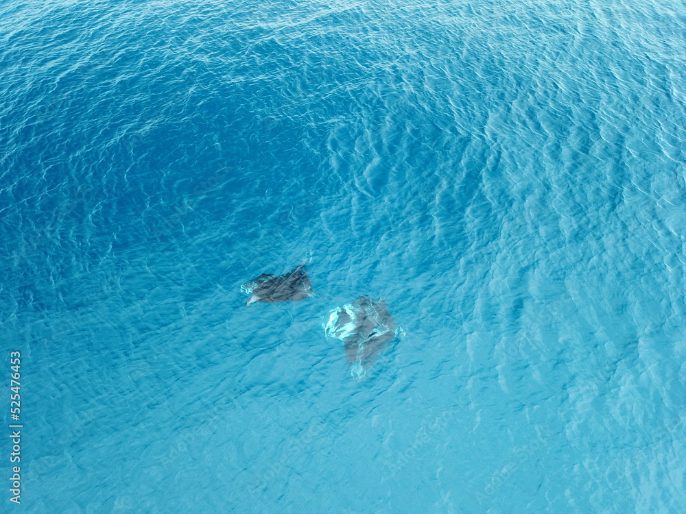 Manta ray drone view at Manta road in Pohnpei, Micronesia. You can meet them by scuba diving.