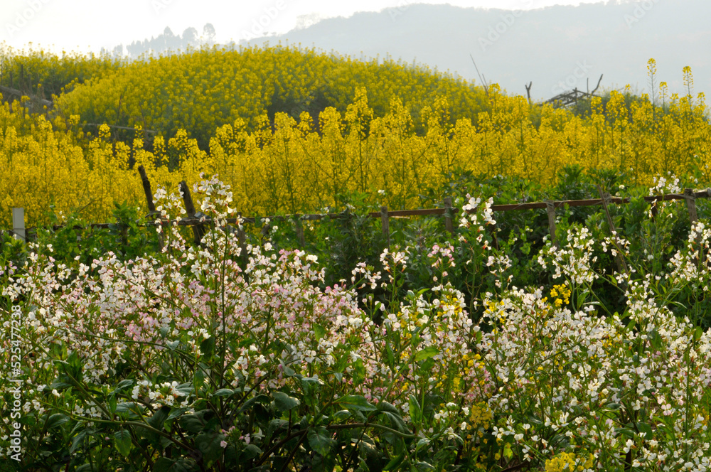 Fototapeta premium Flowering oilseed