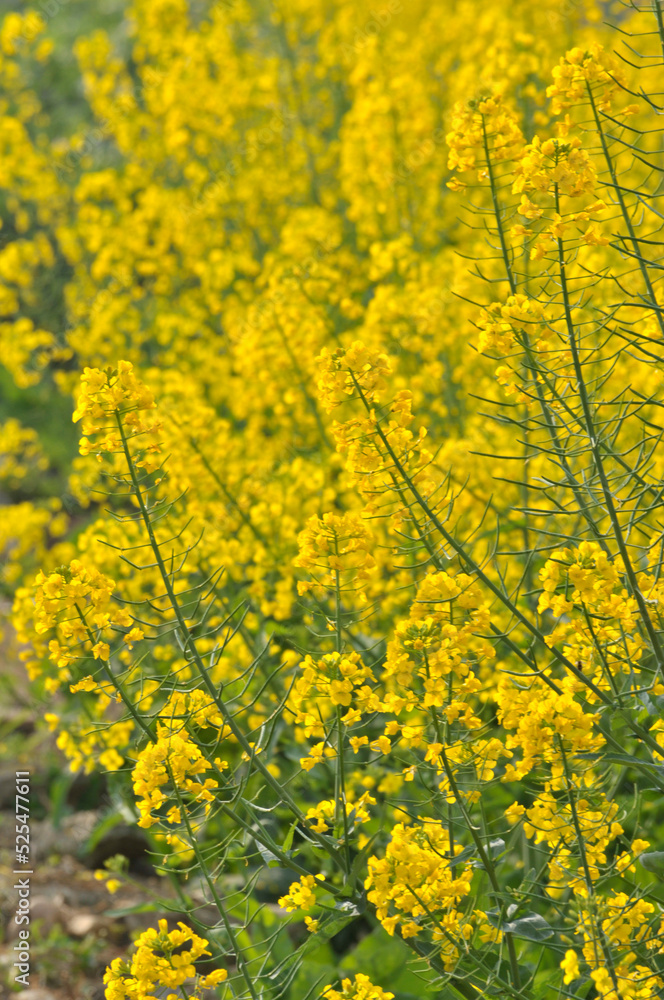 Flowering oilseed