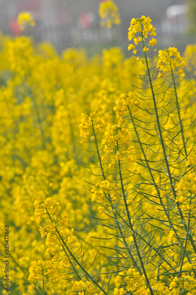 Obraz premium Flowering oilseed