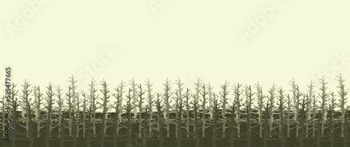 Pine forest scenery vector illustration  pine wood  coniferous tree  suitable for background  desktop background  banner  nature banner  game background  wallpaper.