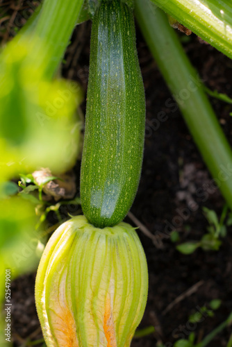zucchini in the garden bloom and bear fruit in summer, organic vegetables without pesticides