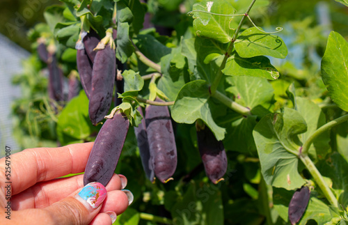 Purple peas. Harvest. Green pea. purple peas, rich in the vitamin anthocyanin. photo