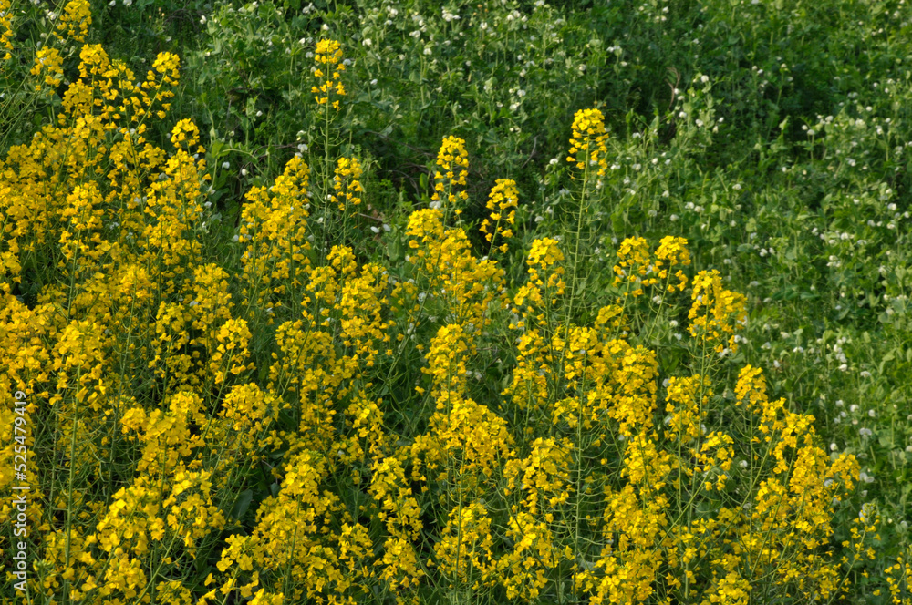 Blooming rapeseed
