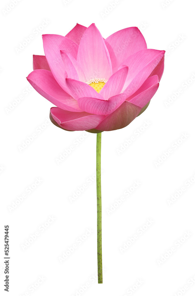 Pink lotus flower in full bloom isolated on transparent background for design usage purpose
