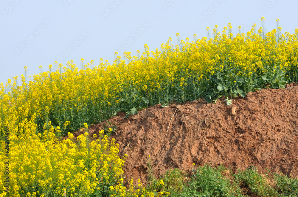 Obraz premium Blooming rapeseed