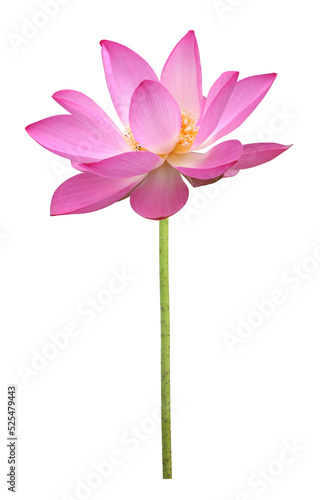 Pink lotus flower in full bloom isolated on transparent background for design usage purpose