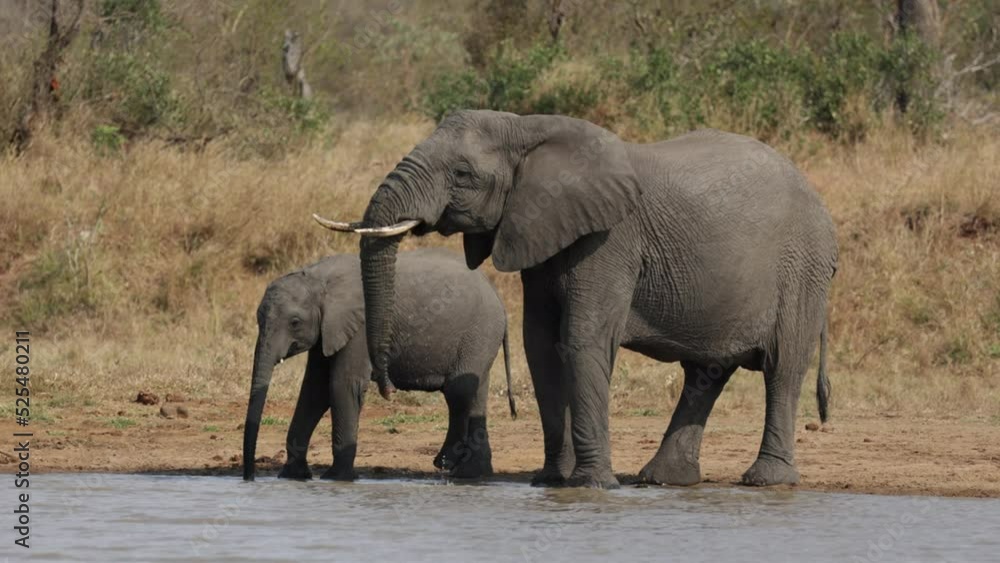Elephants drinking water at a waterhole Elephants drinking water at a waterhole