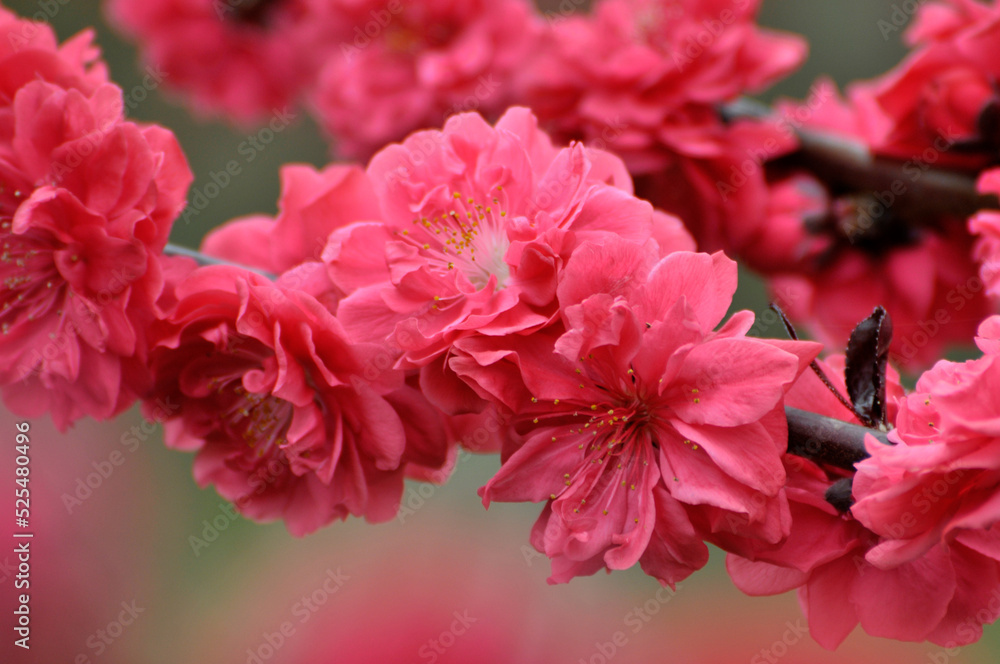 Pink cherry flower blossom Pink cherry flower blossom