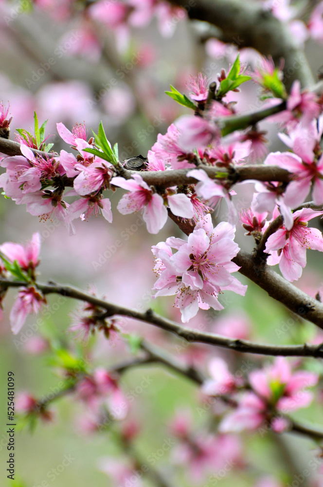 Peach blossom in spring time