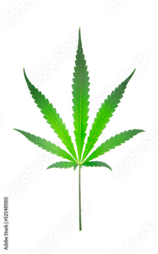 green cannabis leaf on white background