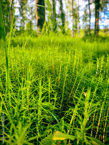 Green moss 