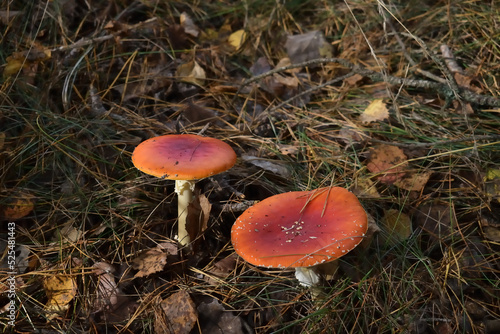 Red fly agarics grow in the forest among fallen leaves and needles in autumn