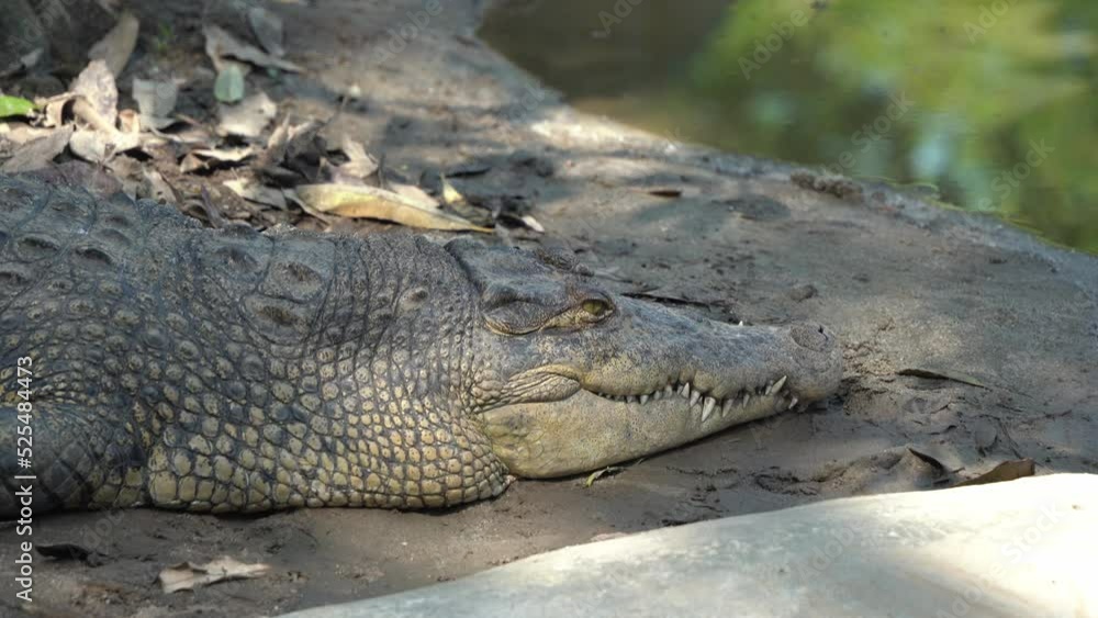 Giant apex predator saltwater crocodile, crocodylus porosus resting on the mudflat, taking an afternoon nap with beautiful sunlight passing through the foliages, close up shot at wildlife park. Giant apex predator saltwater crocodile, crocodylus porosus resting on the mudflat, taking an afternoon nap with beautiful sunlight passing through the foliages, close up shot at wildlife park.