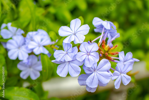 Blue Forget Me Not flowers close up in Austin Texas on a spring day 