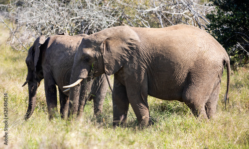 Pair of female African elephants in the African savannah of the Kruger National Park in South Africa, these mammalian and herbivorous animals are one of the five big ones in Africa.