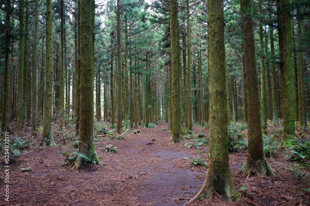 fascinating pathway in the cedar forest fascinating pathway in the cedar forest
