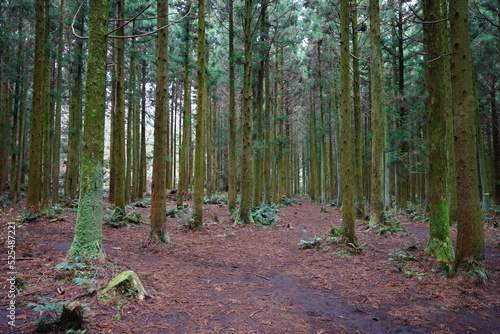 mossy cedar woods in autumn forest