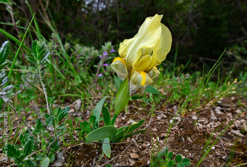 gelb-blühende Zwerg-Schwertlilie (Iris cf. suaveolens / Iris cf. attica) - Olymp, Griechenland photo