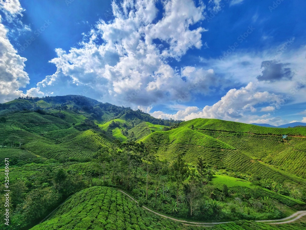 Fototapeta premium Tea Plantation at Cameron Highlands, Pahang, Malaysia