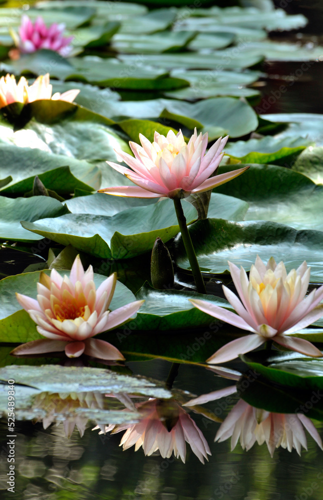 Blossoming waterlily flowers in pond Blossoming waterlily flowers in pond
