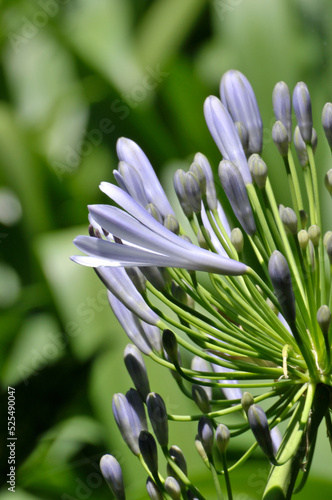 Blue Agapanthus Flower