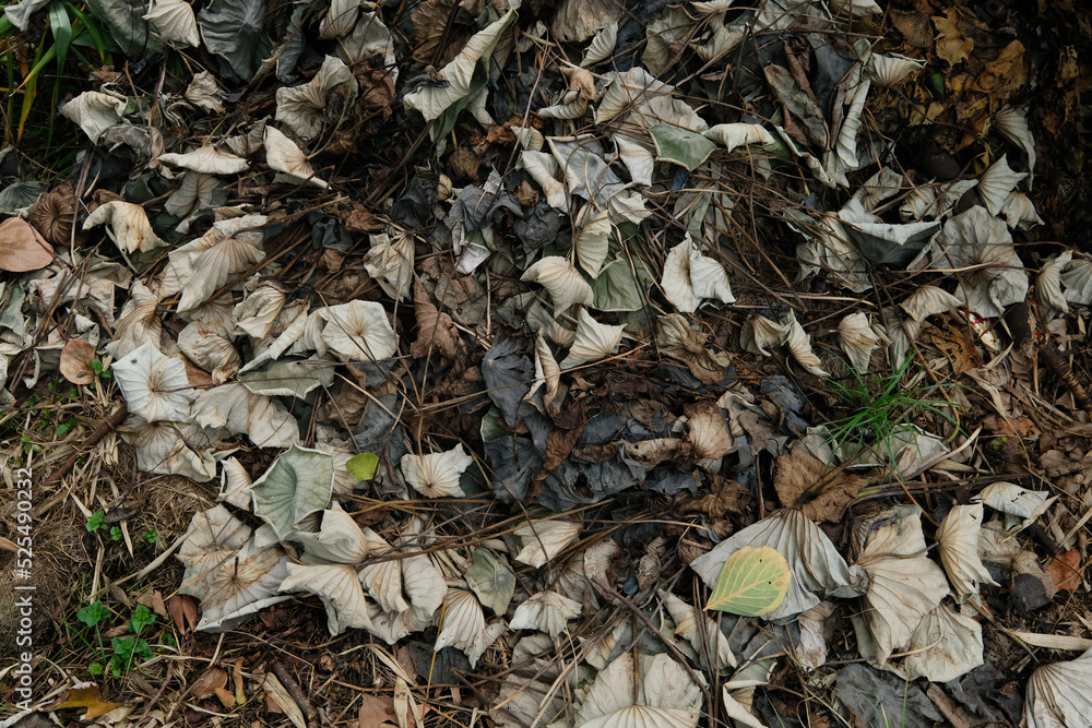 leaves on the ground leaves on the ground