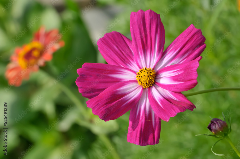 Fototapeta premium pink cosmos flower in garden