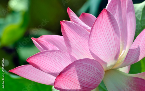 pink lotus flower