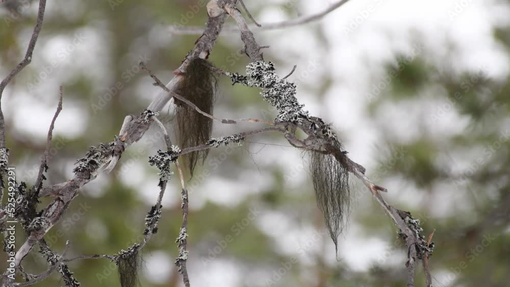 Old gray pine branches in quiet forest. Light breeze moving other branshes in unsharp background. Old gray pine branches in quiet forest. Light breeze moving other branshes in unsharp background.