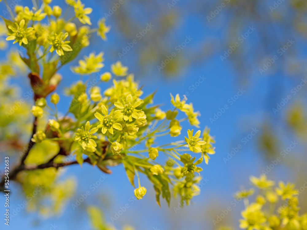 Blühender Spitzahorn im Frühling