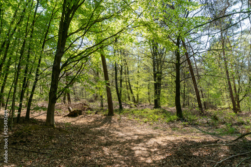 Beech trees within Reichswald Brandenburg near Kranenburg in Germany.