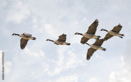 flock of canadian geese in flight close up