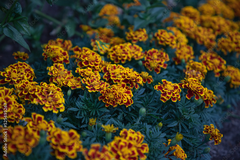 Tagetes erecta flowers growing in Lithuania