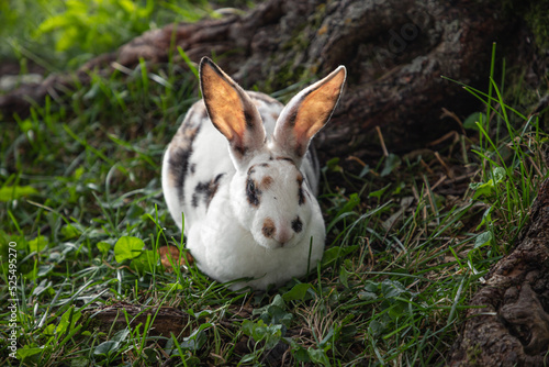 Rabbits live in nature in Lithuania