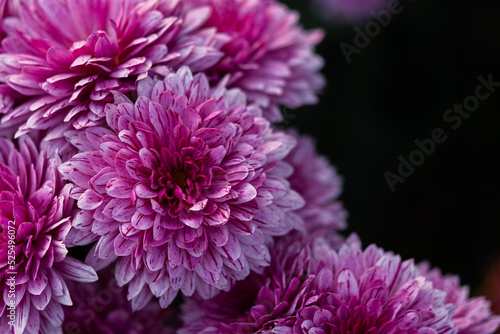 Pink lush chrysanthemum close-up on a blurry dark green background. Autumn flower soft focus  horizontal banner copy space  mockup postcards. Floral autumn background for mother s day. Macro of petals