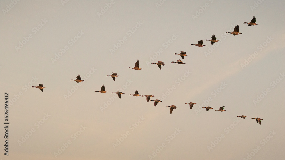 flock of canadian geese in flight at golden light