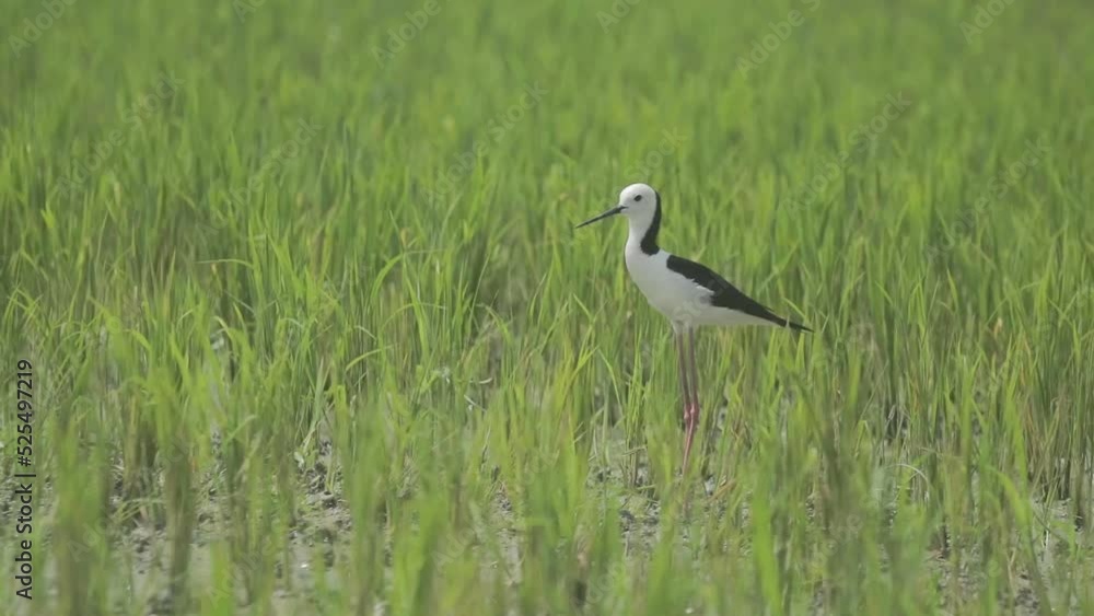 beautiful and funny bird videos, native Indonesian birds are white and black, long legged birds beautiful and funny bird videos, native Indonesian birds are white and black, long legged birds